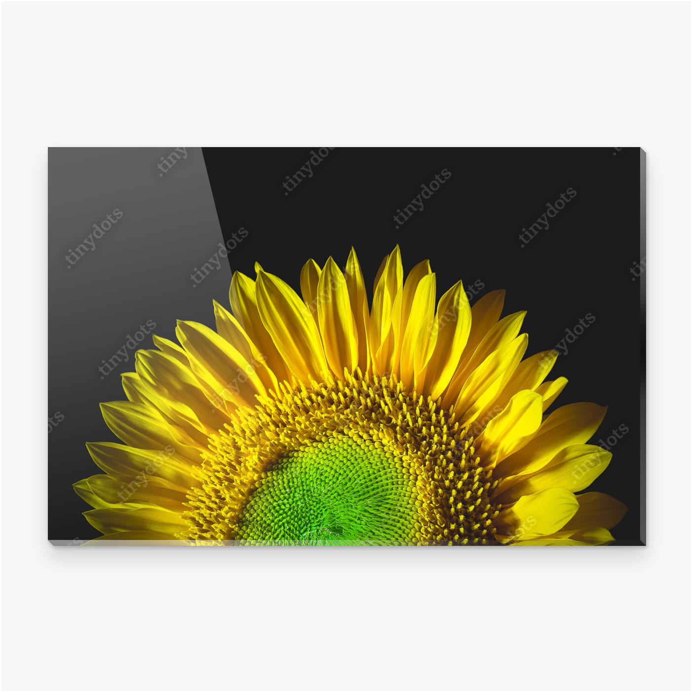 Obraz na pleksi Podświetlany słonecznik