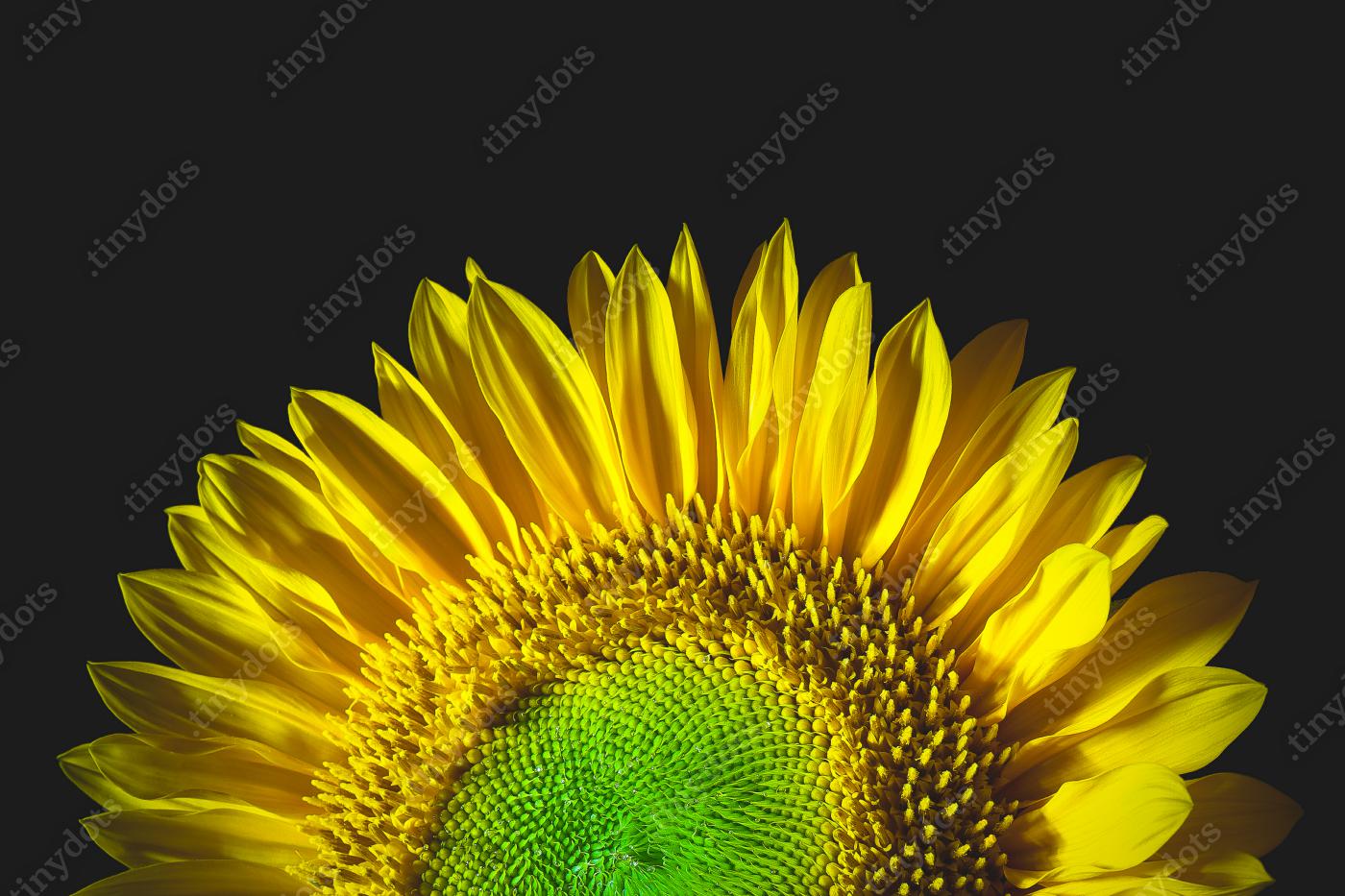 Obraz na pleksi Podświetlany słonecznik