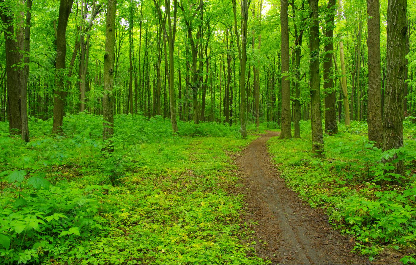 Fototapeta Zielony las i ścieżka